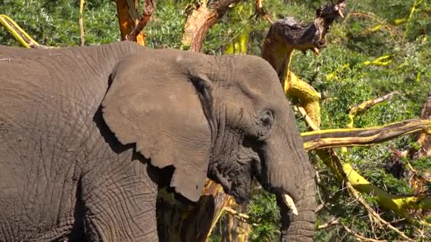 African elephants. Safari - journey through the African Savannah. Tanzania. — Stock Video