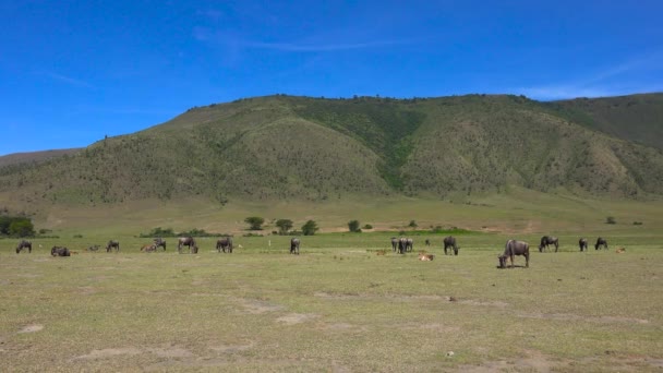 Hjordar av Zebra och GNU. Safari - resa genom den afrikanska savannen. Tanzania. — Stockvideo