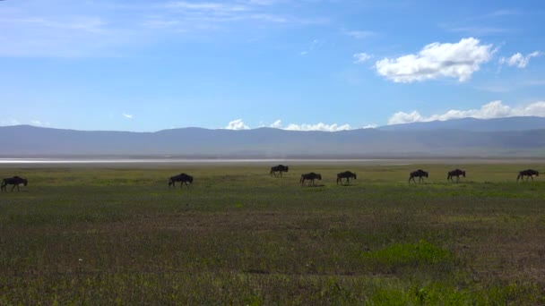 Hjordar av Zebra och GNU. Safari - resa genom den afrikanska savannen. Tanzania. — Stockvideo