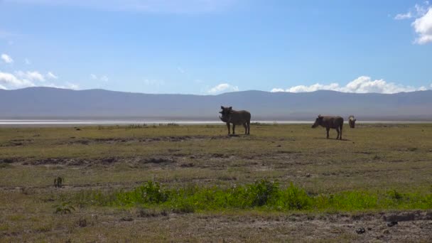 Warthogs v Ngorongoro kráteru. Safari - cesta přes africké savany. Tanzanie. — Stock video