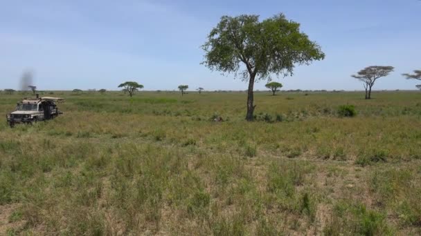Lvů. Safari - cesta přes africké savany. Tanzanie. — Stock video