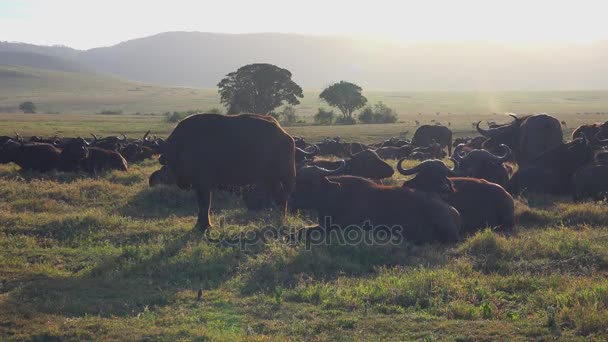 Buvol africký v kráteru Ngorongoro. Safari - cesta přes africké savany. Tanzanie. — Stock video