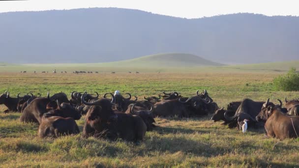 Búfalo africano en el cráter Ngorongoro. Safari - viaje a través de la sabana africana. Tanzania . — Vídeos de Stock