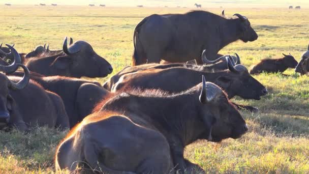 African Buffalo in the Ngorongoro crater. Safari - journey through the African Savannah. Tanzania. — Stock Video