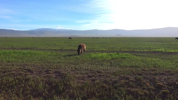 Hyène dans le cratère de Ngorongoro. Safari - voyage à travers la savane africaine. Tanzanie .