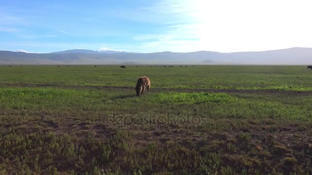 鬣狗在火山口。野生动物园-非洲大草原之旅。坦桑尼亚. — 图库视频影像
