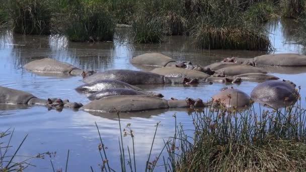 Ippopotami nel lago di Ngorongoro. Safari - viaggio attraverso la Savana africana. Tanzania . — Video Stock