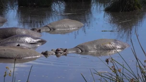 Hipopótamos en el lago del cráter de Ngorongoro. Safari - viaje a través de la sabana africana. Tanzania . — Vídeos de Stock