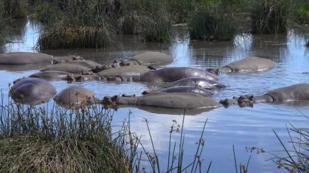 Hippos in the lake of Ngorongoro crater. Safari - journey through the African Savannah. Tanzania. — Stock Video