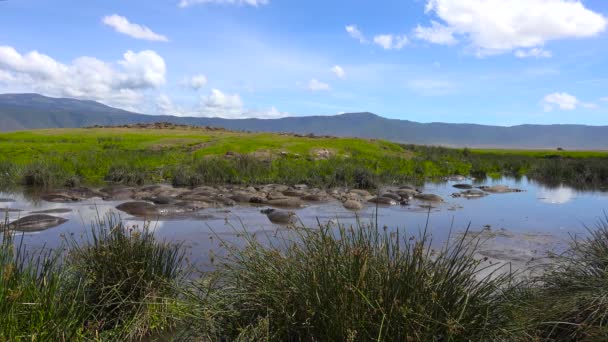 Hiponas no lago da cratera de Ngorongoro. Safari - viagem pela Savannah Africana. Tanzânia . — Vídeo de Stock