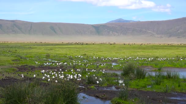 A tó a Ngorongoro kráter. Safari - utazás az afrikai szavanna. Tanzánia. — Stock videók
