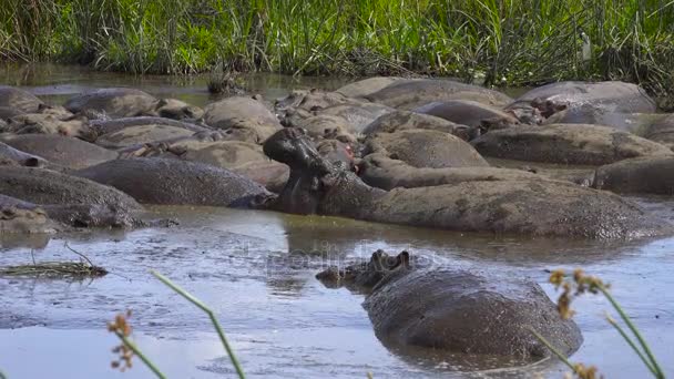 Hipopótamos en el lago del cráter de Ngorongoro. Safari - viaje a través de la sabana africana. Tanzania . — Vídeo de stock