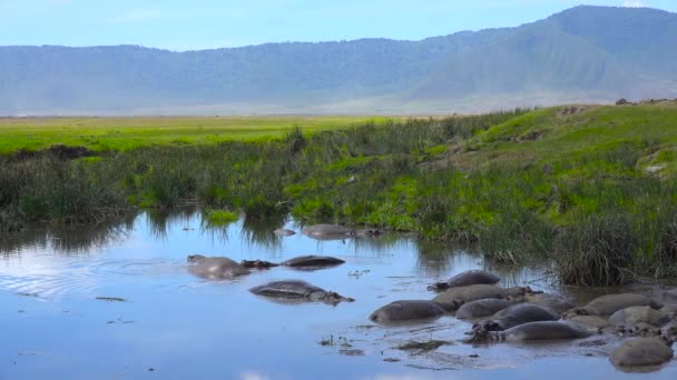 Hippos dans le lac du cratère de Ngorongoro. Safari - voyage à travers la savane africaine. Tanzanie . — Video