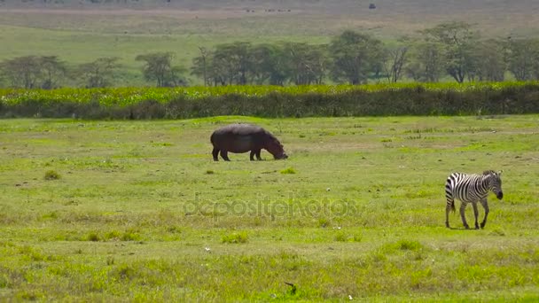 Hroch a zebry v kráteru Ngorongoro. Safari - cesta přes africké savany. Tanzanie. — Stock video