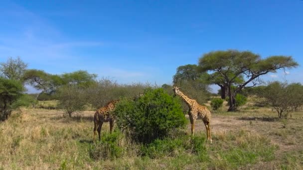 アフリカのキリン。サファリ - アフリカのサバンナを旅します。タンザニア. — ストック動画