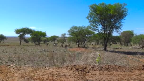 Zebraherden auf Safari - Reise durch die afrikanische Savanne. Tansania. — Stockvideo