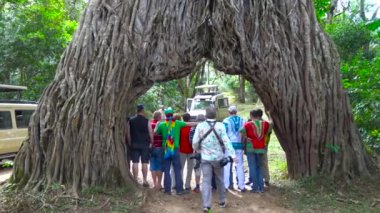 Benzersiz ağaç - mount Meru yamacında arch. Safari - Afrika savana yolculuk. Tanzanya.