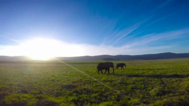 Afrika filleri. Safari - Afrika savana yolculuk. Tanzanya.