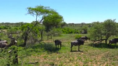 Zebra ve antilop sürüsü. Safari - Afrika savana yolculuk. Tanzanya.