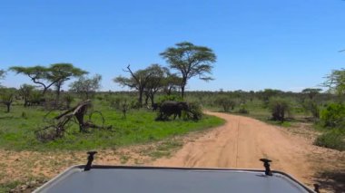 Afrika filleri. Safari - Afrika savana yolculuk. Tanzanya.