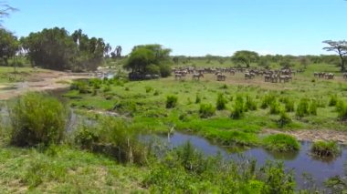 Zebra ve antilop sürüsü. Safari - Afrika savana yolculuk. Tanzanya.