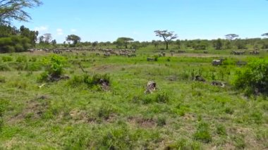 Zebra ve antilop sürüsü. Safari - Afrika savana yolculuk. Tanzanya.
