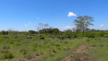 Zebra ve antilop sürüsü. Safari - Afrika savana yolculuk. Tanzanya.
