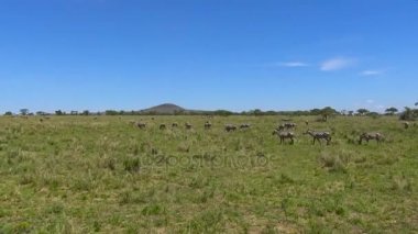 Zebra ve antilop sürüsü. Safari - Afrika savana yolculuk. Tanzanya.