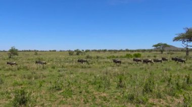 Zebra ve antilop sürüsü. Safari - Afrika savana yolculuk. Tanzanya.