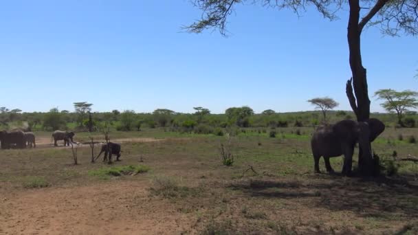 Afričtí sloni. Safari - cesta přes africké savany. Tanzanie. — Stock video