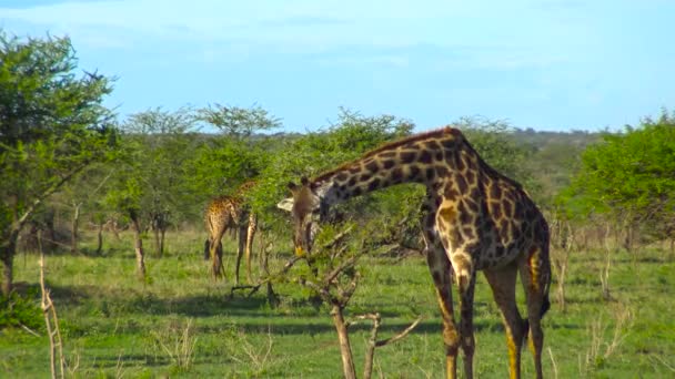非洲的长颈鹿。野生动物园-非洲大草原之旅。坦桑尼亚. — 图库视频影像