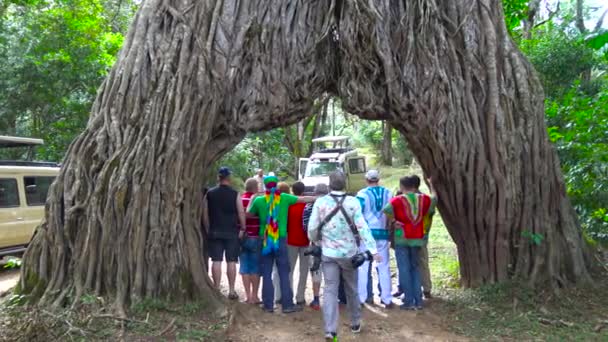 Уникальное дерево - арка на склоне горы Меру. Сафари - путешествие по африканской Саванне. Танзания . — стоковое видео