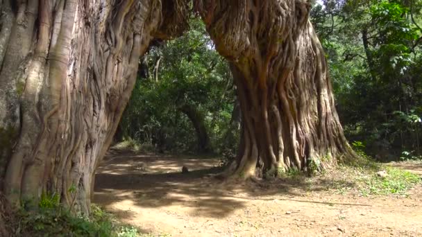 Unieke boom - de boog op de helling van mount Meru. Safari - reis door de Afrikaanse savanne. Tanzania. — Stockvideo