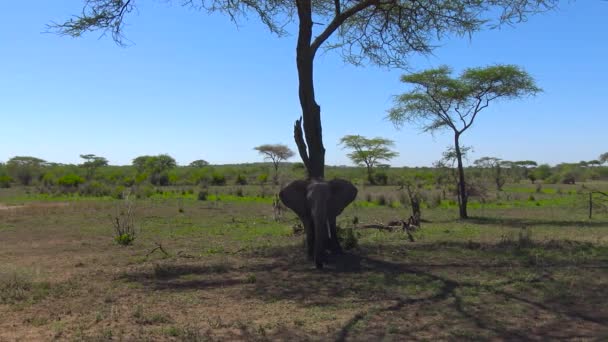 Elefantes africanos. Safari - viaje a través de la sabana africana. Tanzania . — Vídeo de stock