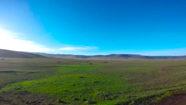 Eine Herde Zebras und Gnus. Safari - Reise durch die afrikanische Savanne. Tansania. — Stockvideo