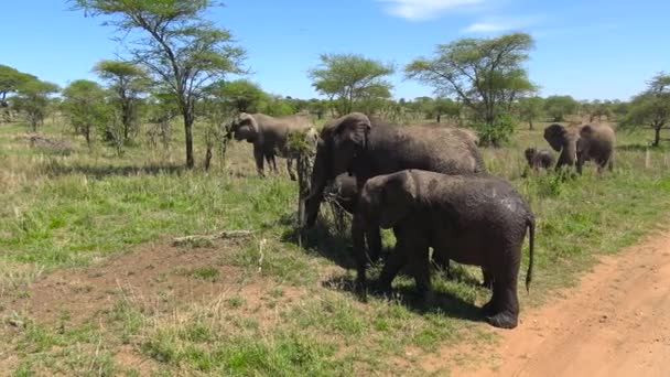 Elefantes africanos. Safari - viagem pela Savannah Africana. Tanzânia . — Vídeo de Stock