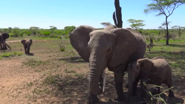 Afrika filleri. Safari - Afrika savana yolculuk. Tanzanya. — Stok video