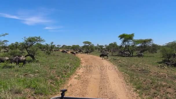 Stado Zebra i GNU. Safari - podróż przez afrykańskiej sawanny. Tanzania. — Wideo stockowe