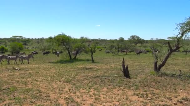 Egy állomány, Zebra és GNÚ. Safari - utazás az afrikai szavanna. Tanzánia. — Stock videók