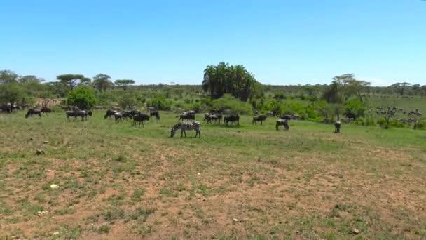Egy állomány, Zebra és GNÚ. Safari - utazás az afrikai szavanna. Tanzánia. — Stock videók