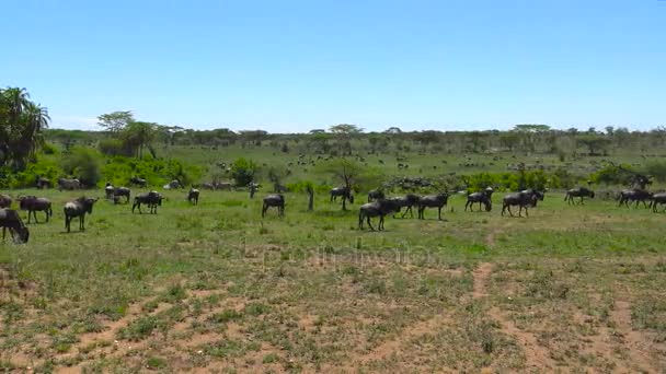 Zebra ve antilop sürüsü. Safari - Afrika savana yolculuk. Tanzanya. — Stok video