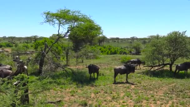 A herd of Zebra and wildebeest. Safari - journey through the African Savannah. Tanzania. — Stock Video