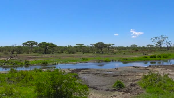 Čápi Marabu. Safari - cesta přes africké savany. Tanzanie. — Stock video