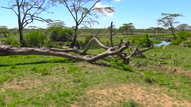 Una manada de cebra y ñus. Safari - viaje a través de la sabana africana. Tanzania . — Vídeo de stock