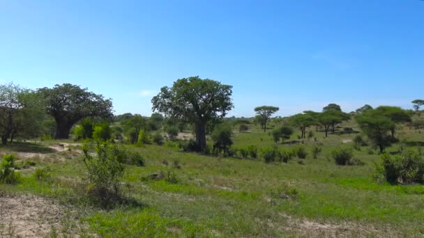 Afrikaanse giraffen. Safari - reis door de Afrikaanse savanne. Tanzania. — Stockvideo