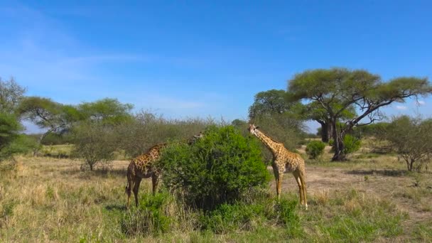 アフリカのキリン。サファリ - アフリカのサバンナを旅します。タンザニア. — ストック動画