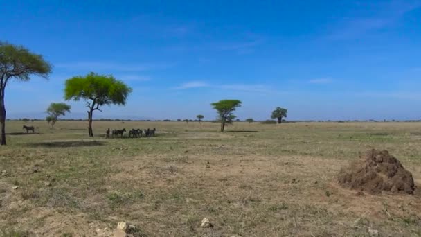 Stádo zebry a pakoně. Safari - cesta přes africké savany. Tanzanie. — Stock video