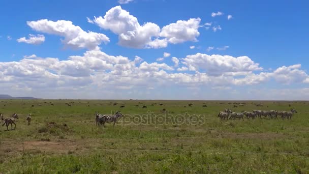 Stádo zebry a pakoně. Safari - cesta přes africké savany. Tanzanie. — Stock video