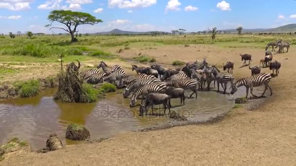 Een kudde Zebra en gnoes. Safari - reis door de Afrikaanse savanne. Tanzania. — Stockvideo