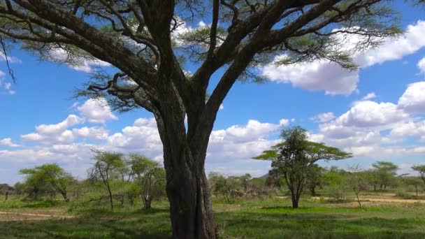 Safari - viagem pela Savannah Africana. Tanzânia . — Vídeo de Stock
